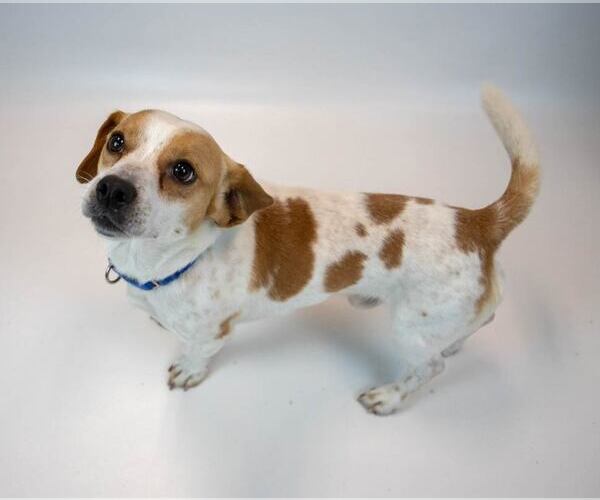 Medium Photo #2 Jackshund Puppy For Sale in Kennesaw, GA, USA