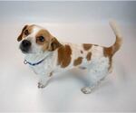 Small #1 Jackshund
