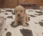 Puppy Female 2 Golden Retriever