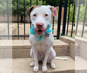 Josh - Male American Pit Bull Terrier-Unknown Mix Dog for Adoption - Photo #5
