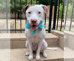 Small Photo #5 American Pit Bull Terrier-Unknown Mix Puppy For Sale in Redlands, CA, USA
