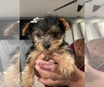 Small Photo #9 Yorkshire Terrier Puppy For Sale in MERCED, CA, USA