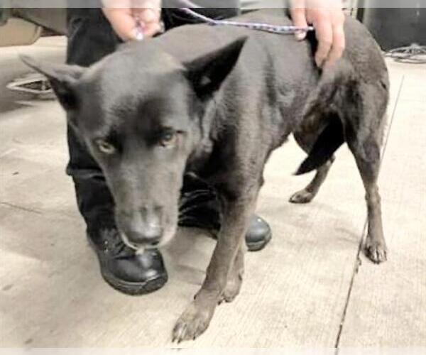 Medium Photo #1 German Shepherd Dog-Unknown Mix Puppy For Sale in Houston, TX, USA