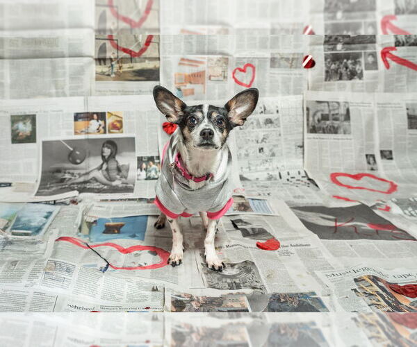 Medium Photo #13 Chiweenie Puppy For Sale in Mundelein, IL, USA