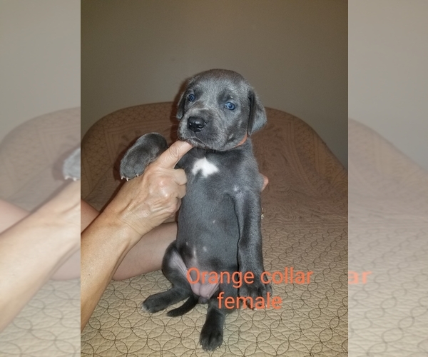 Medium Photo #10 Great Dane Puppy For Sale in MOUNT GILEAD, OH, USA