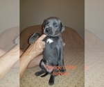 Small Photo #10 Great Dane Puppy For Sale in MOUNT GILEAD, OH, USA