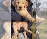 Small Photo #1 Goldendoodle Puppy For Sale in WINDER, GA, USA