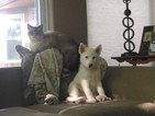 Small Photo #1 Siberian Husky Puppy For Sale in JANESVILLE, IA, USA