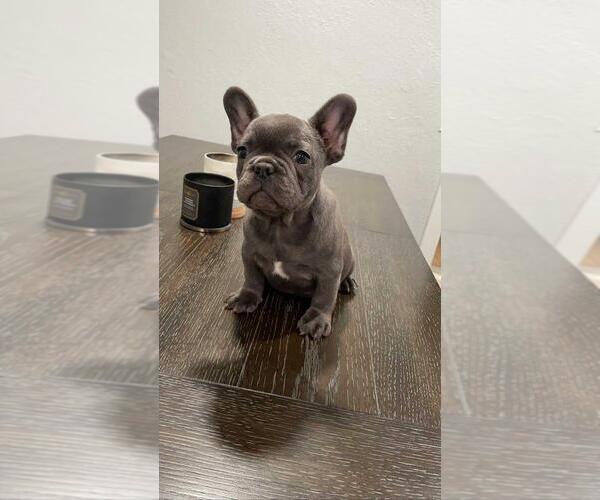 Medium Photo #2 French Bulldog Puppy For Sale in ONTARIO, CA, USA