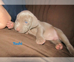 Small Photo #21 Weimaraner Puppy For Sale in LAS ANIMAS, CO, USA