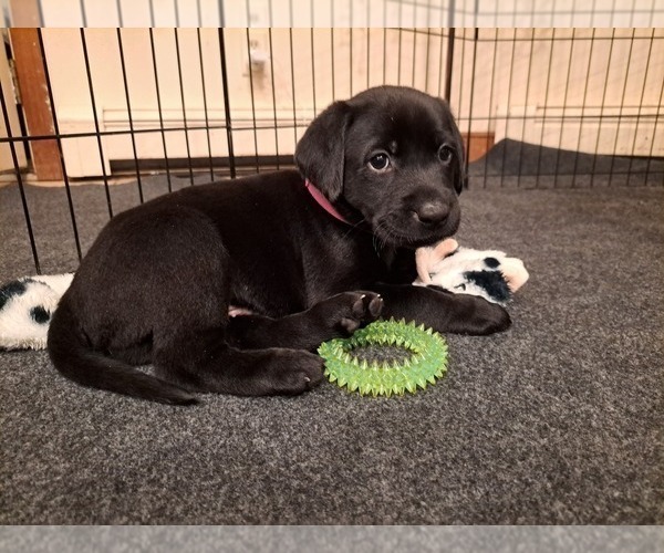 Medium Photo #2 Labrador Retriever Puppy For Sale in SHREWSBURY, MA, USA
