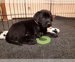 Small Photo #2 Labrador Retriever Puppy For Sale in SHREWSBURY, MA, USA