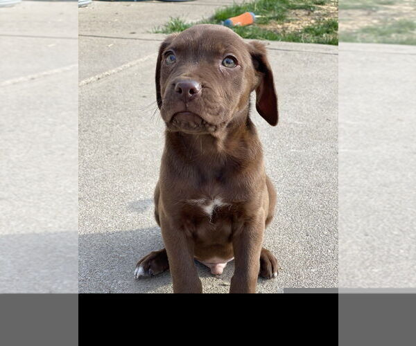 Medium Photo #4 Labrador Retriever-Unknown Mix Puppy For Sale in Evansville, IN, USA
