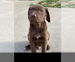Small #3 Labrador Retriever Mix