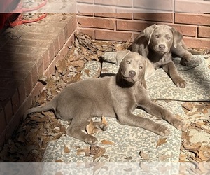 Medium Labrador Retriever
