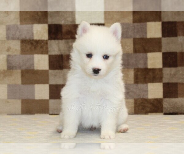 Medium Photo #3 Pomsky Puppy For Sale in DENVER, PA, USA