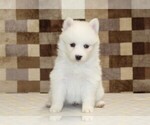 Small #2 Pomsky
