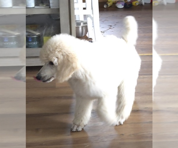 Medium Photo #2 Poodle (Standard) Puppy For Sale in HAMMOND, ME, USA