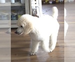 Small #1 Poodle (Standard)