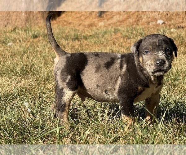 Medium Photo #1 Catahoula Leopard Dog Puppy For Sale in BUSHNELL, IL, USA