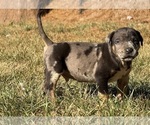 Puppy 3 Catahoula Leopard Dog