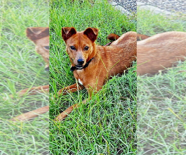 Medium Photo #1 Feist Terrier-Unknown Mix Puppy For Sale in Boston, MA, USA