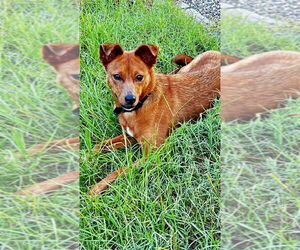 Feist Terrier-Unknown Mix Dogs for adoption in Boston, MA, USA