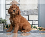 Puppy Benson Goldendoodle (Miniature)