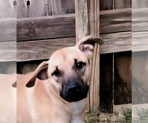 Keone - Male Black Mouth Cur-Unknown Mix Dog for Adoption - Photo #7