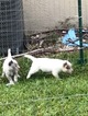 Small Photo #7 Australian Cattle Dog Puppy For Sale in ODESSA, FL, USA