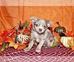 Small #3 Chihuahua