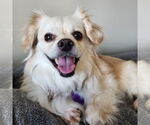 Small #5 Pekingese Mix