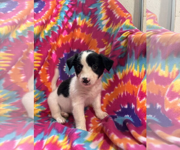 Medium Photo #2 Mutt Puppy For Sale in Pacolet, SC, USA