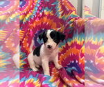Small #1 Mutt
