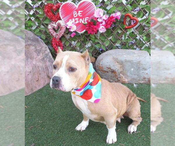 Medium Photo #1 American Bulldog Puppy For Sale in Oklahoma City, OK, USA