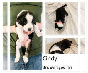 Australian Mountain Dog Puppy for sale in GRAND JCT, CO, USA