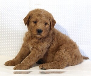 Goldendoodle (Miniature) Puppy for sale in FREDERICKSBURG, OH, USA