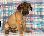Small Photo #1 Cane Corso Puppy For Sale in LANCASTER, PA, USA