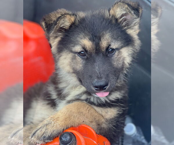 Medium Photo #1 Anatolian Shepherd-Unknown Mix Puppy For Sale in Dana Point, CA, USA