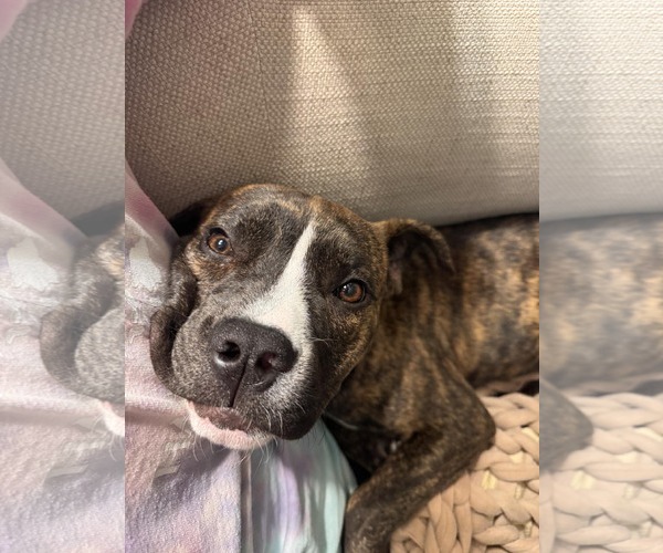 Medium Photo #7 Mutt Puppy For Sale in Mount Pleasant, SC, USA