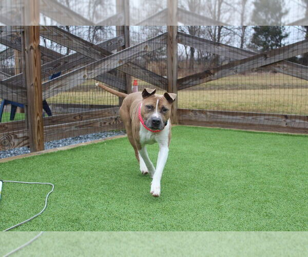 Medium Photo #3 Mutt Puppy For Sale in Chestertown, MD, USA