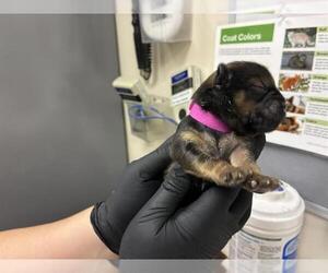 German Shepherd Dog-Unknown Mix Dogs for adoption in Pasadena, CA, USA