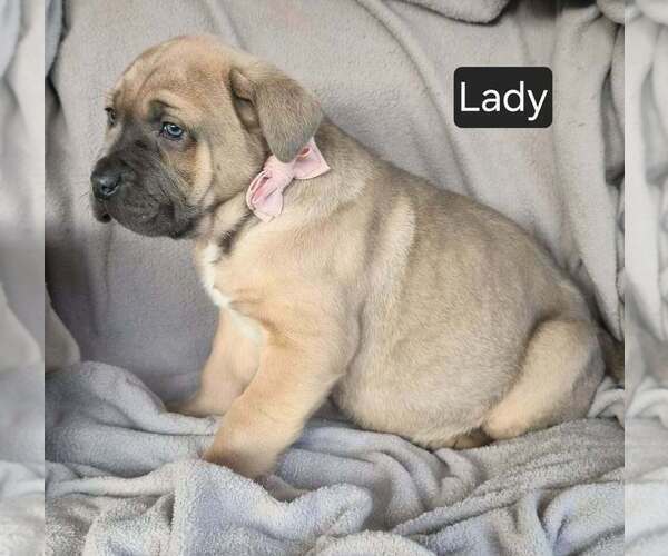 Medium Photo #2 Cane Corso Puppy For Sale in MINERAL WELLS, WV, USA