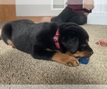 Small Photo #2 Rottweiler Puppy For Sale in GRAYTOWN, OH, USA