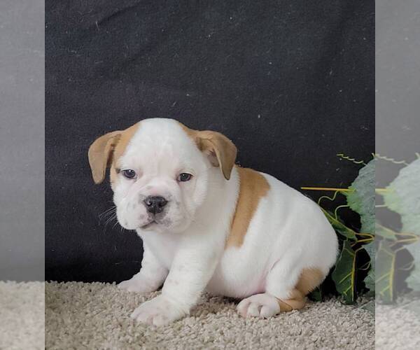 Medium Photo #1 English Bulldog Puppy For Sale in AROMAS, CA, USA