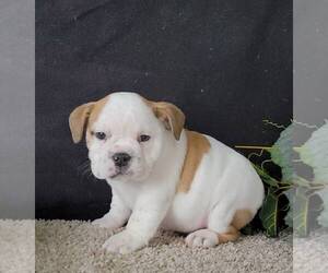 English Bulldog Dog for Adoption in AROMAS, California USA