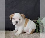 Small English Bulldog