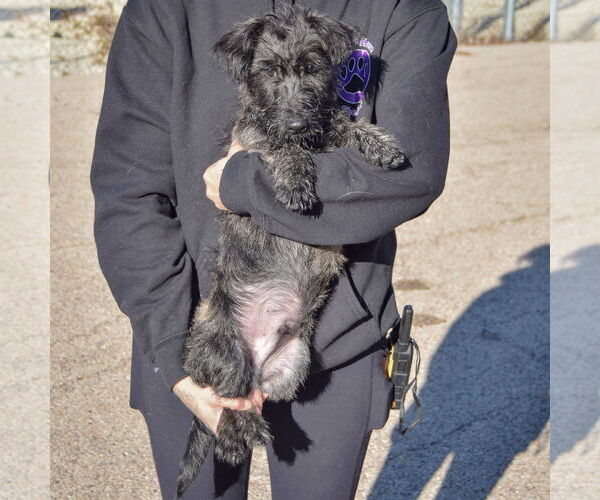 Medium Photo #5 Mutt Puppy For Sale in Huntley, IL, USA