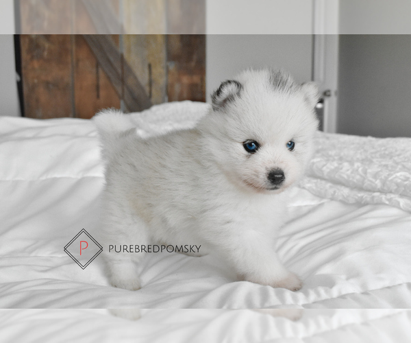 Medium Photo #3 Pomsky Puppy For Sale in KANSAS CITY, MO, USA