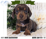 Puppy Zoey Dachshund
